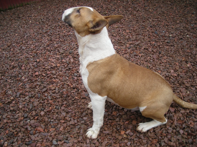 Chinouck des Terres d'Odin